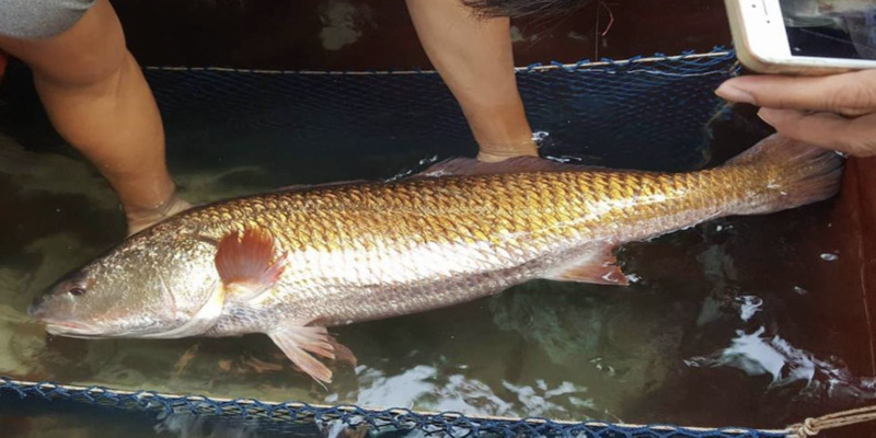 Đánh con số nào sẽ trúng lớn khi mơ thấy bắt cá